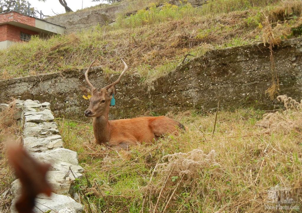Олень - Братиславский зоопарк - взгляд на таинства природы