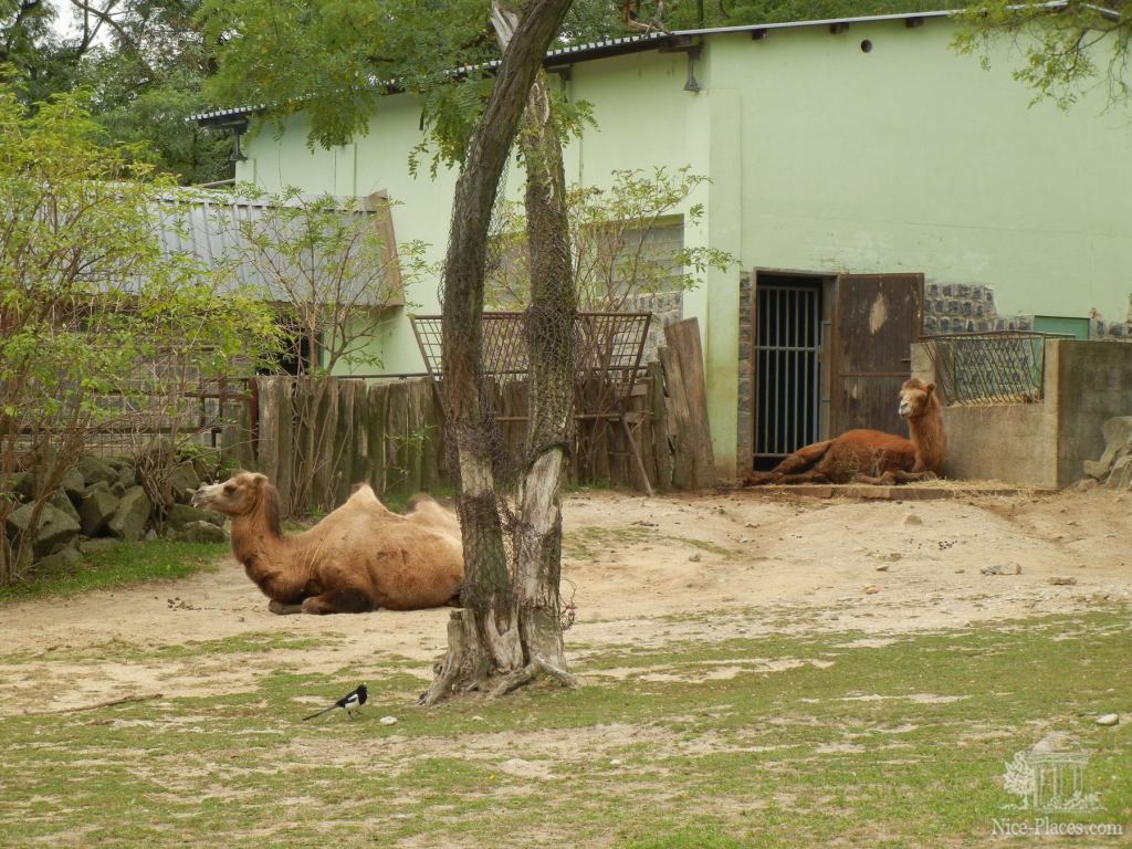 Фото 51 - Братиславский зоопарк - взгляд на таинства природы