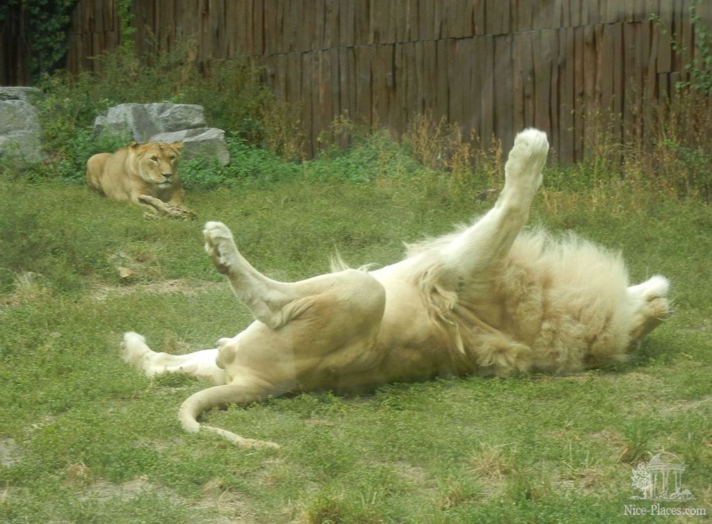 И потом балдеет :) - Братиславский зоопарк - взгляд на таинства природы