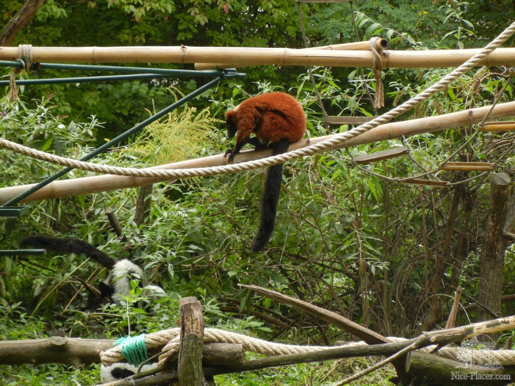 Фото 65 - Братиславский зоопарк - взгляд на таинства природы