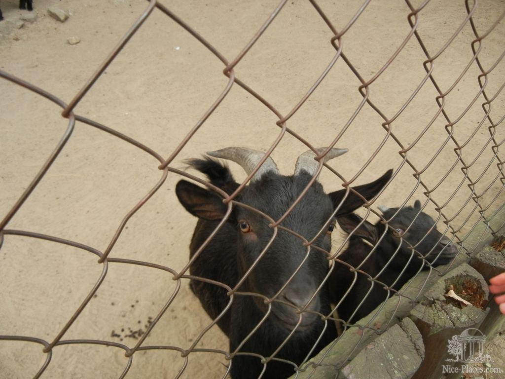 Черные козы - Братиславский зоопарк - взгляд на таинства природы