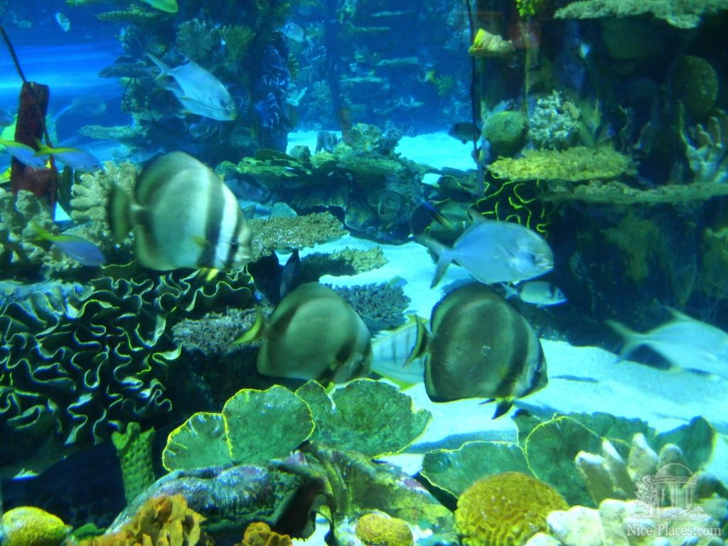 Тропикариум-океанариум в Будапеште - Будапешт - Океанариум