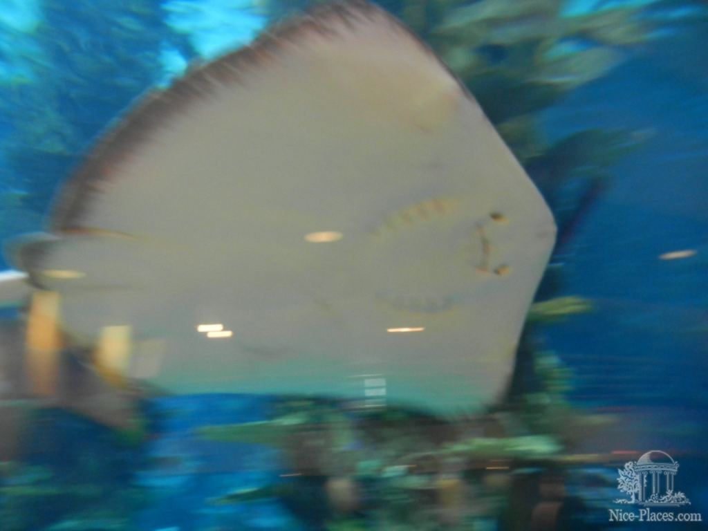Тропикариум-океанариум в Будапеште - Будапешт - Океанариум