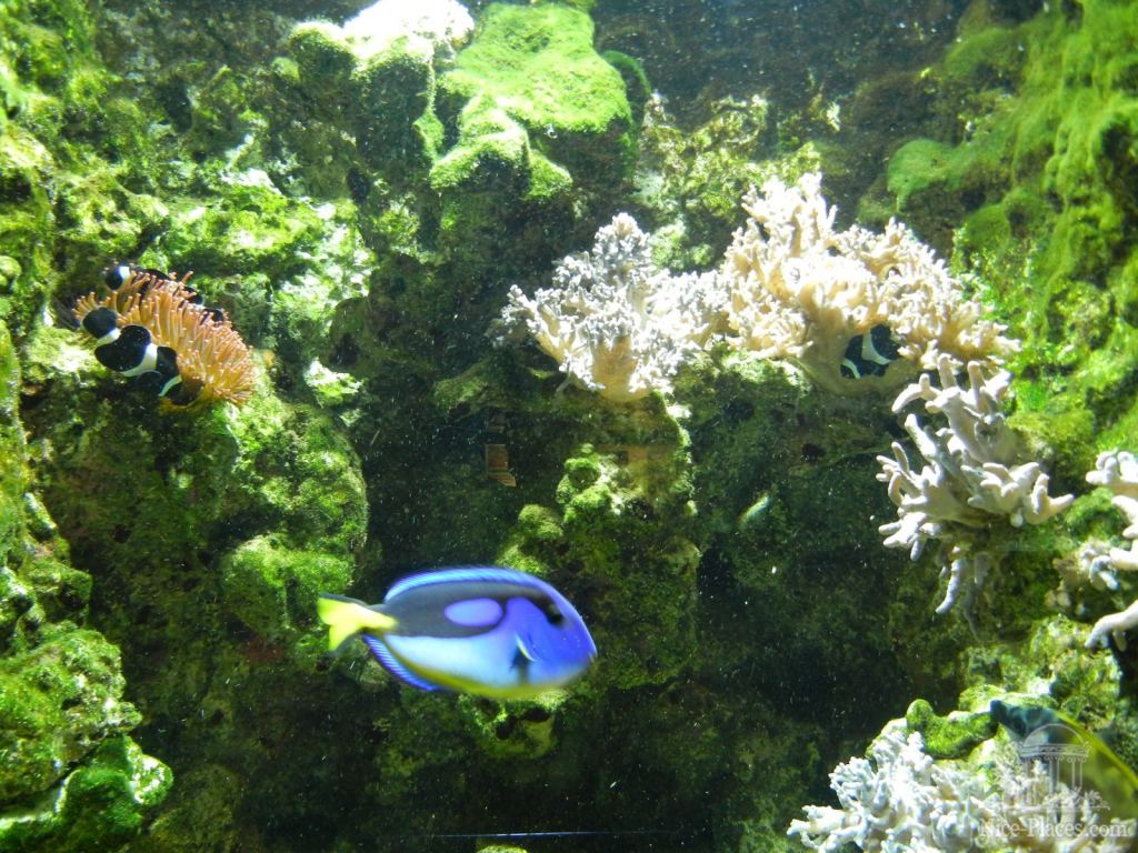 Тропикариум-океанариум в Будапеште - Будапешт - Океанариум