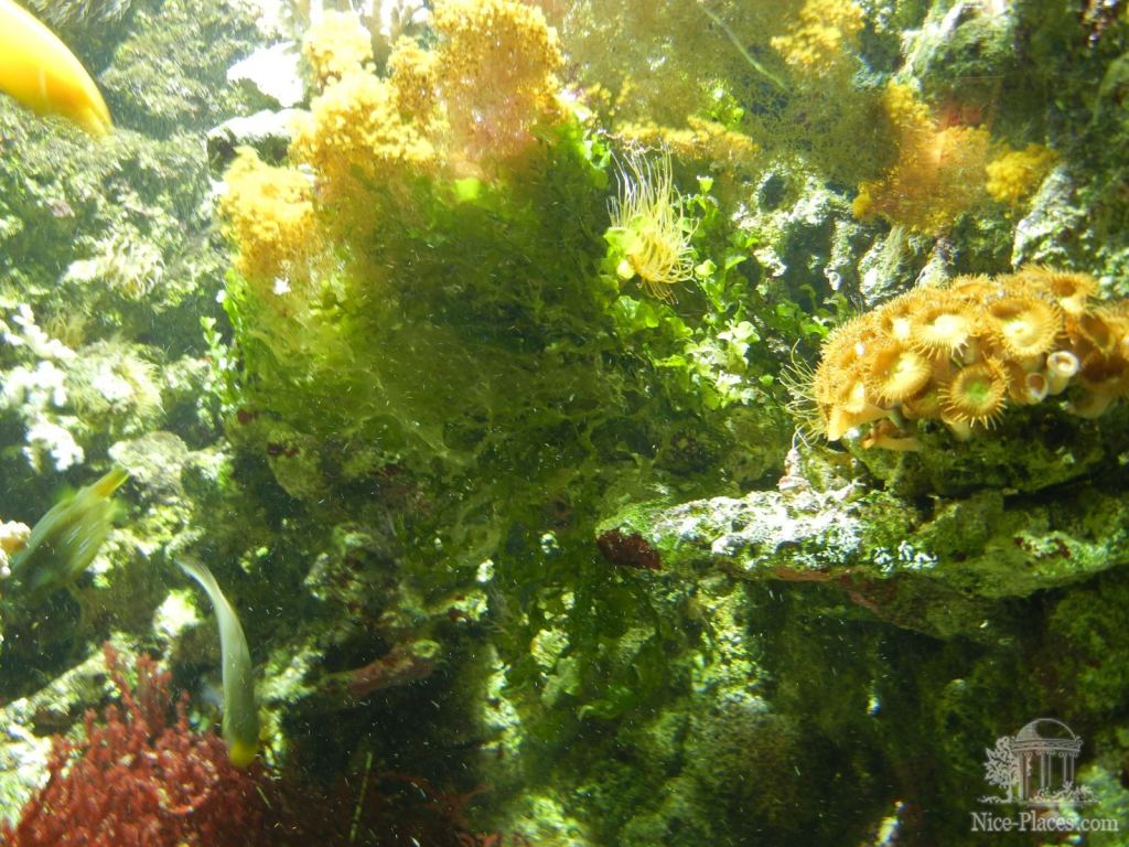 Фото 29 - Будапешт - Океанариум