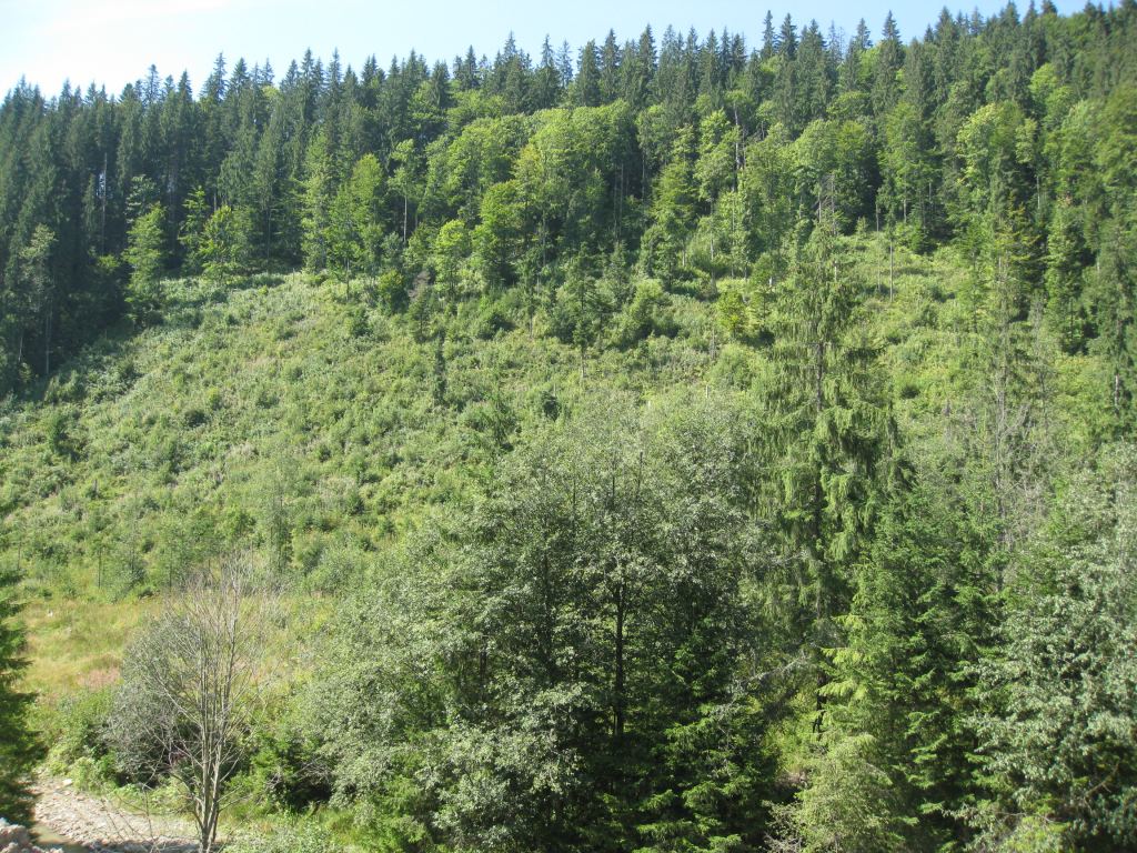 Фото 6 - Курорт Буковель летом