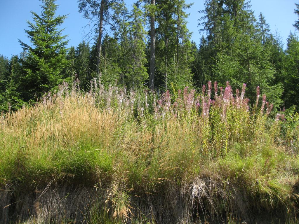 Фото 7 - Курорт Буковель летом