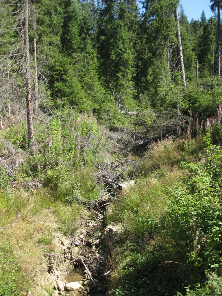 Фото 8 - Курорт Буковель летом