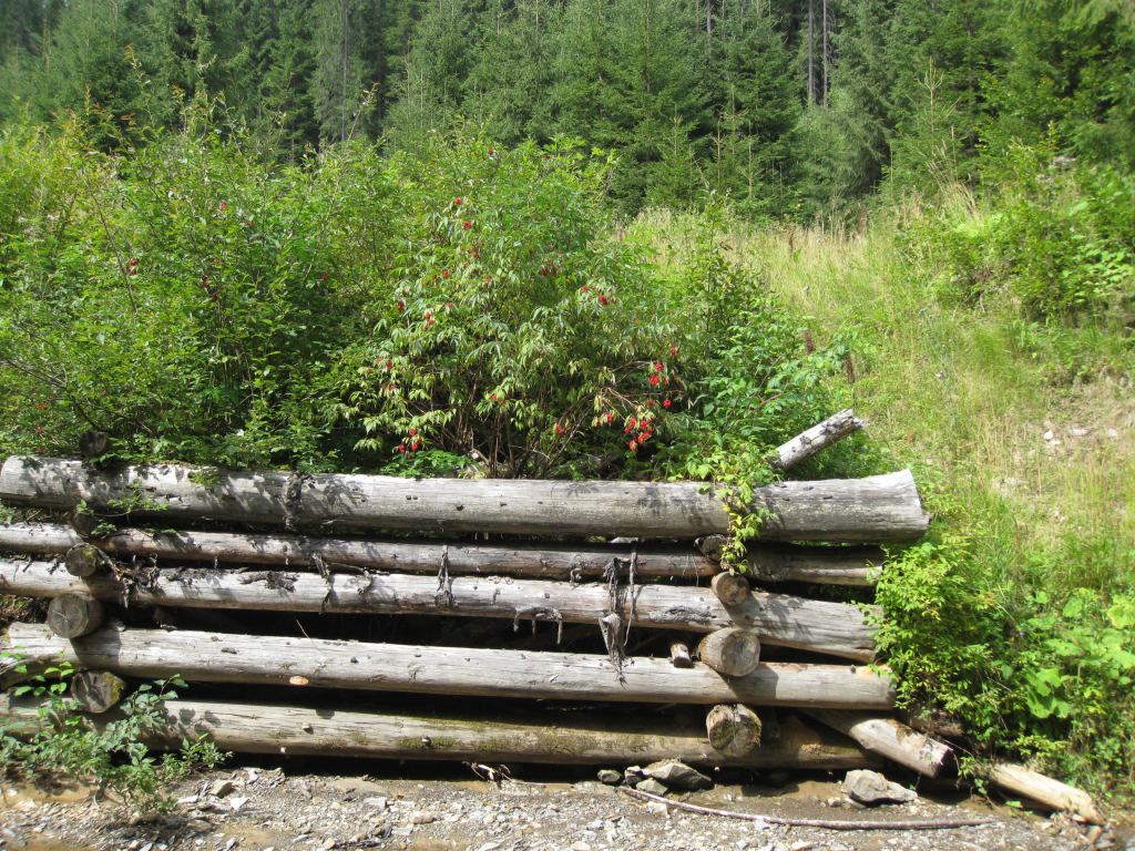 Фото 14 - Курорт Буковель летом