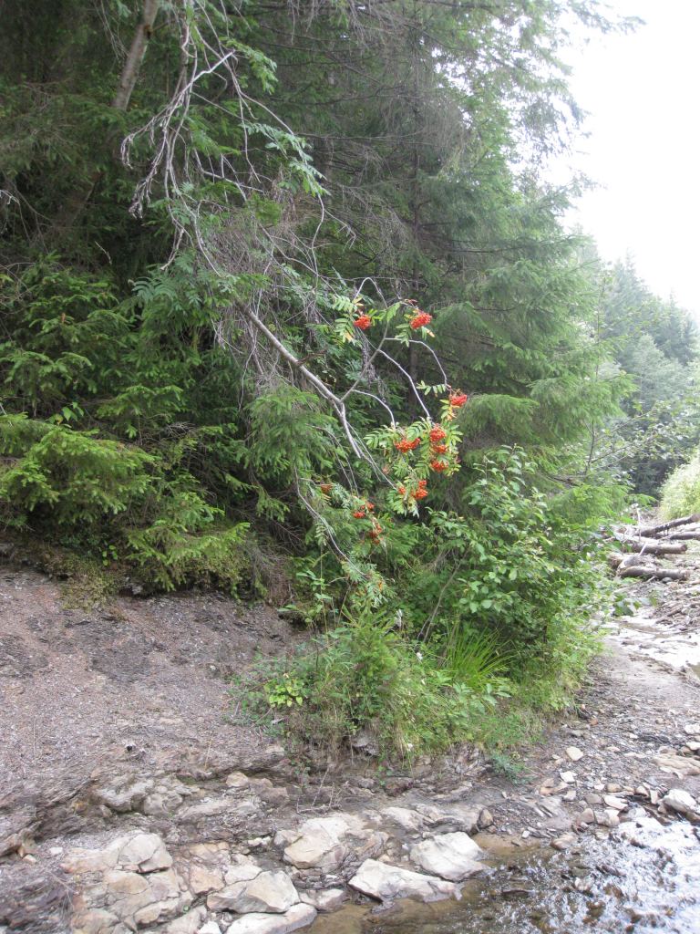 Фото 16 - Курорт Буковель летом