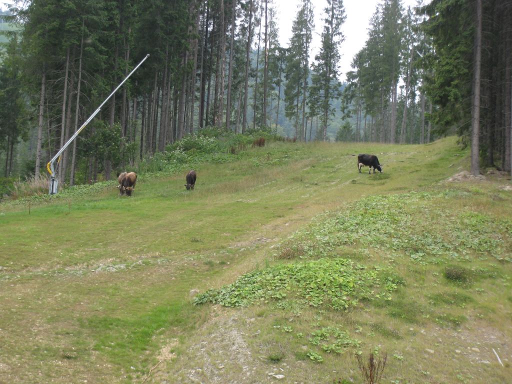 Фото 22 - Курорт Буковель летом