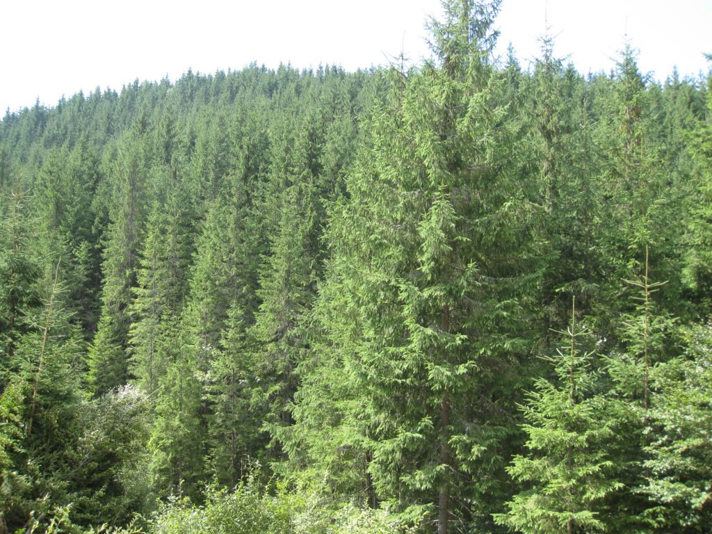 Фото 28 - Курорт Буковель летом