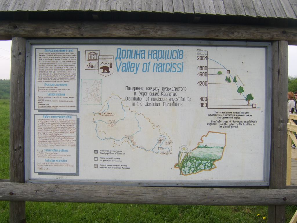 Фото 1 - Долина нарциссов. Западная Украина (автор Владимир Беспалов)