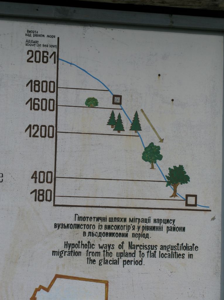 Фото 2 - Долина нарциссов. Западная Украина (автор Владимир Беспалов)