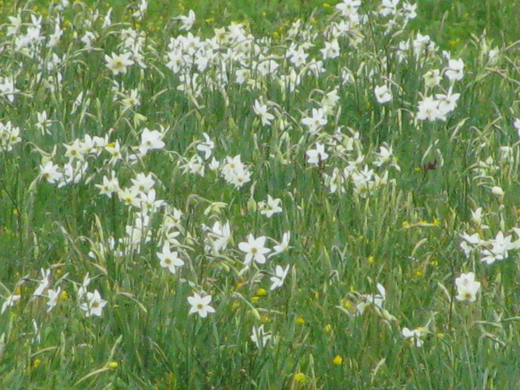 Фото 3 - Долина нарциссов. Западная Украина (автор Владимир Беспалов)
