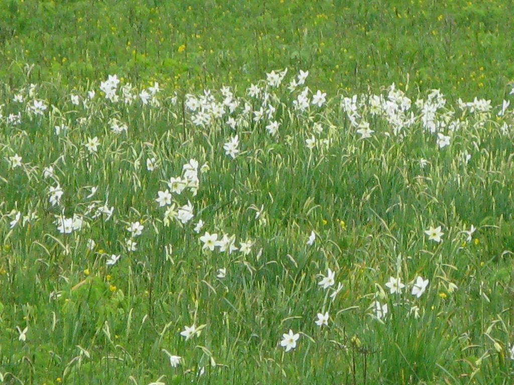 Фото 4 - Долина нарциссов. Западная Украина (автор Владимир Беспалов)