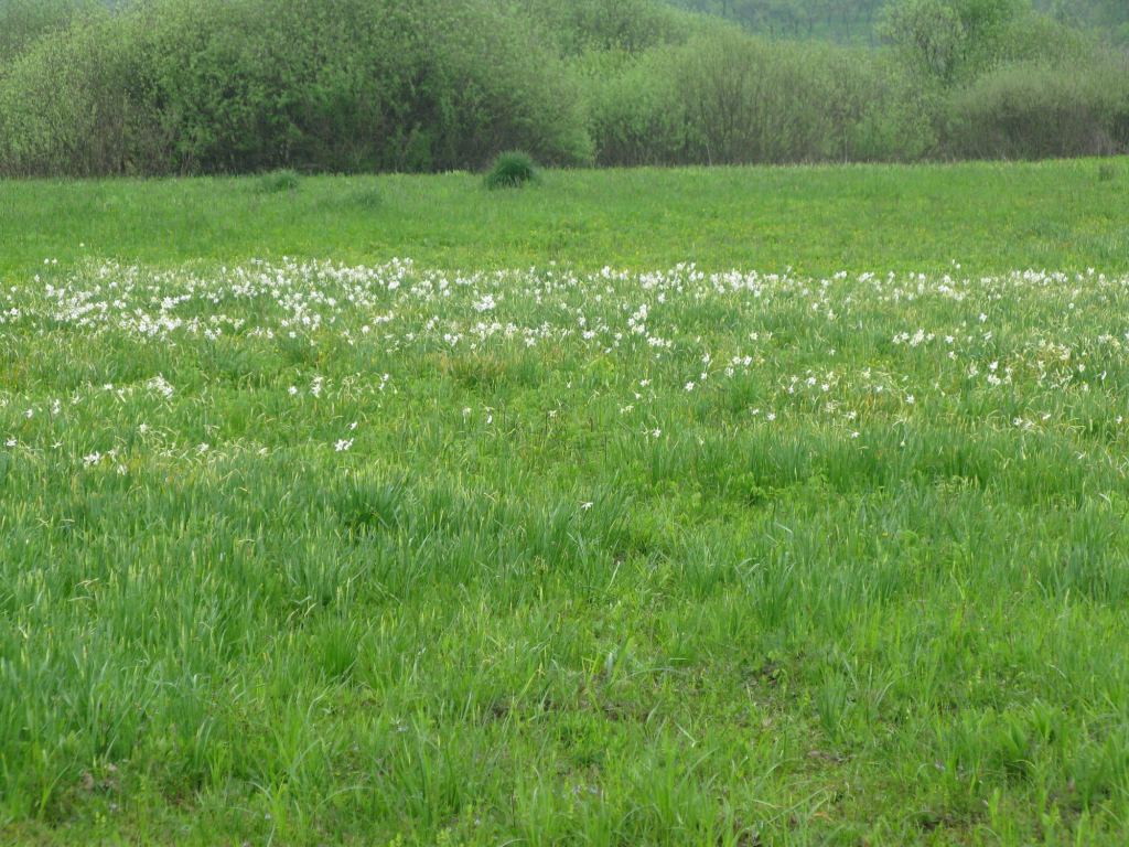 Фото 5 - Долина нарциссов. Западная Украина (автор Владимир Беспалов)