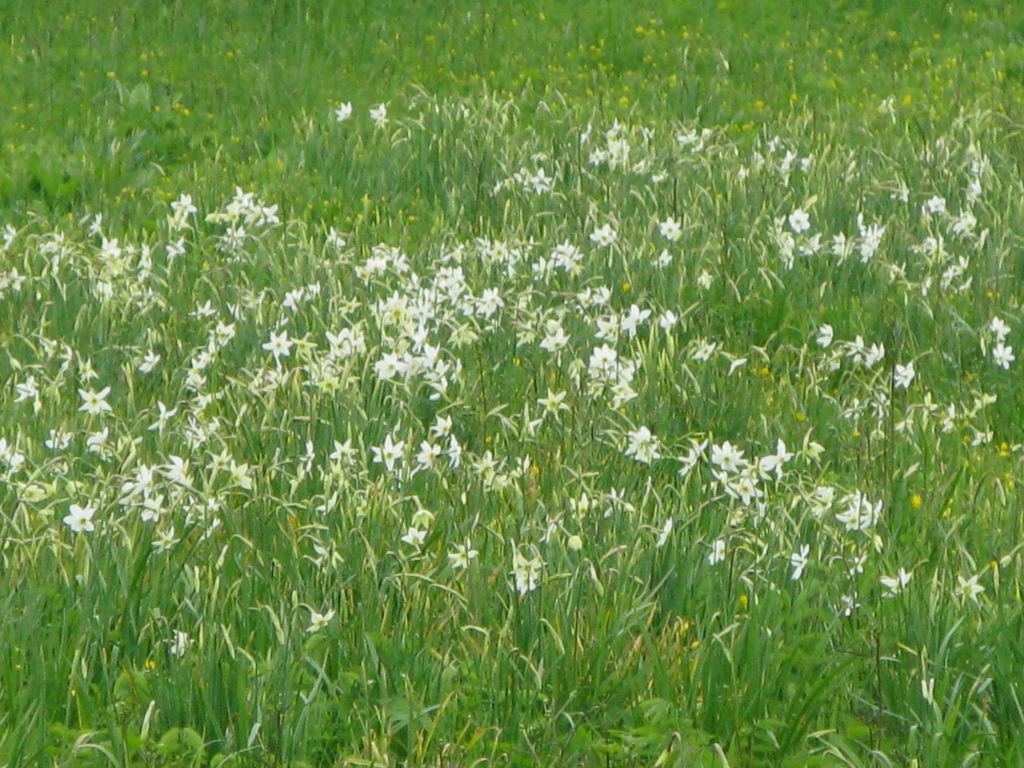 Фото 6 - Долина нарциссов. Западная Украина (автор Владимир Беспалов)