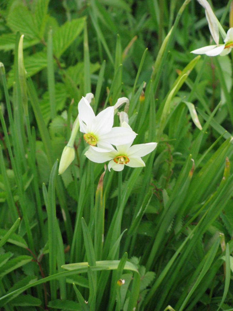Фото 7 - Долина нарциссов. Западная Украина (автор Владимир Беспалов)