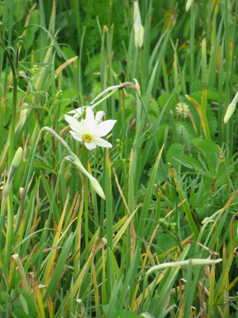 Фото 8 - Долина нарциссов. Западная Украина (автор Владимир Беспалов)