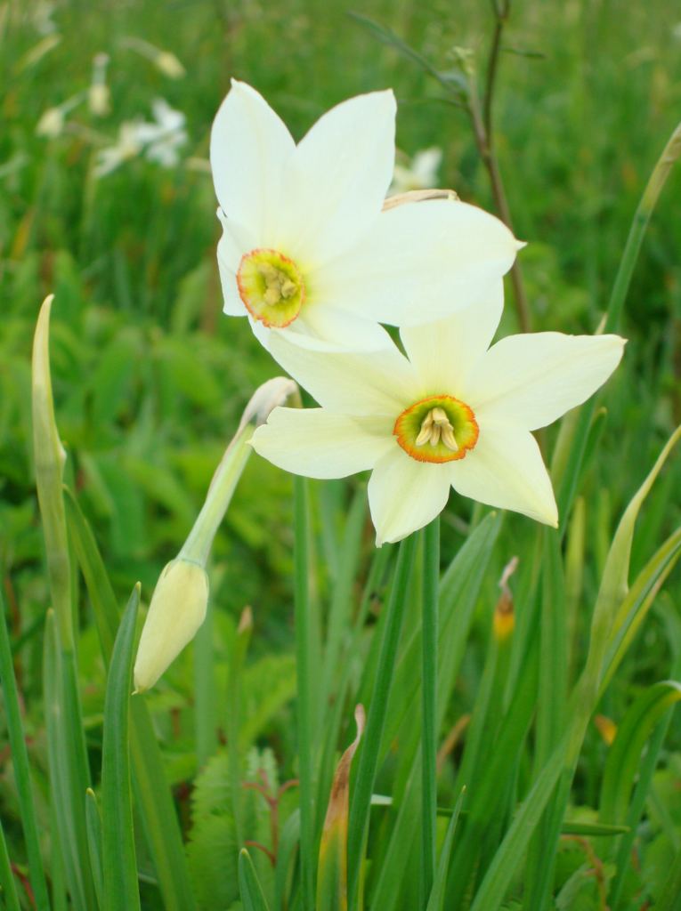 Фото 9 - Долина нарциссов. Западная Украина (автор Владимир Беспалов)