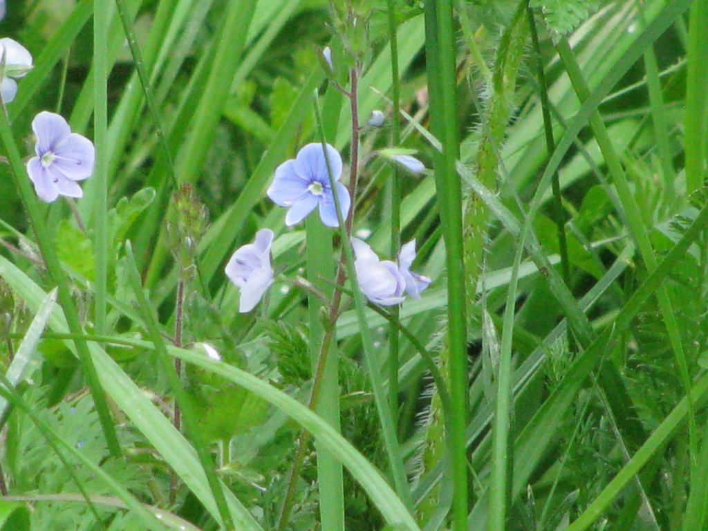 Фото 10 - Долина нарциссов. Западная Украина (автор Владимир Беспалов)