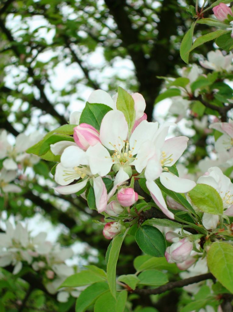 Фото 11 - Долина нарциссов. Западная Украина (автор Владимир Беспалов)