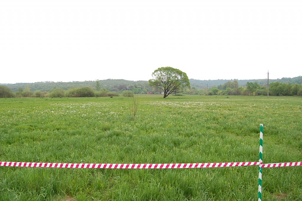 Фото 12 - Долина нарциссов. Западная Украина (автор Владимир Беспалов)