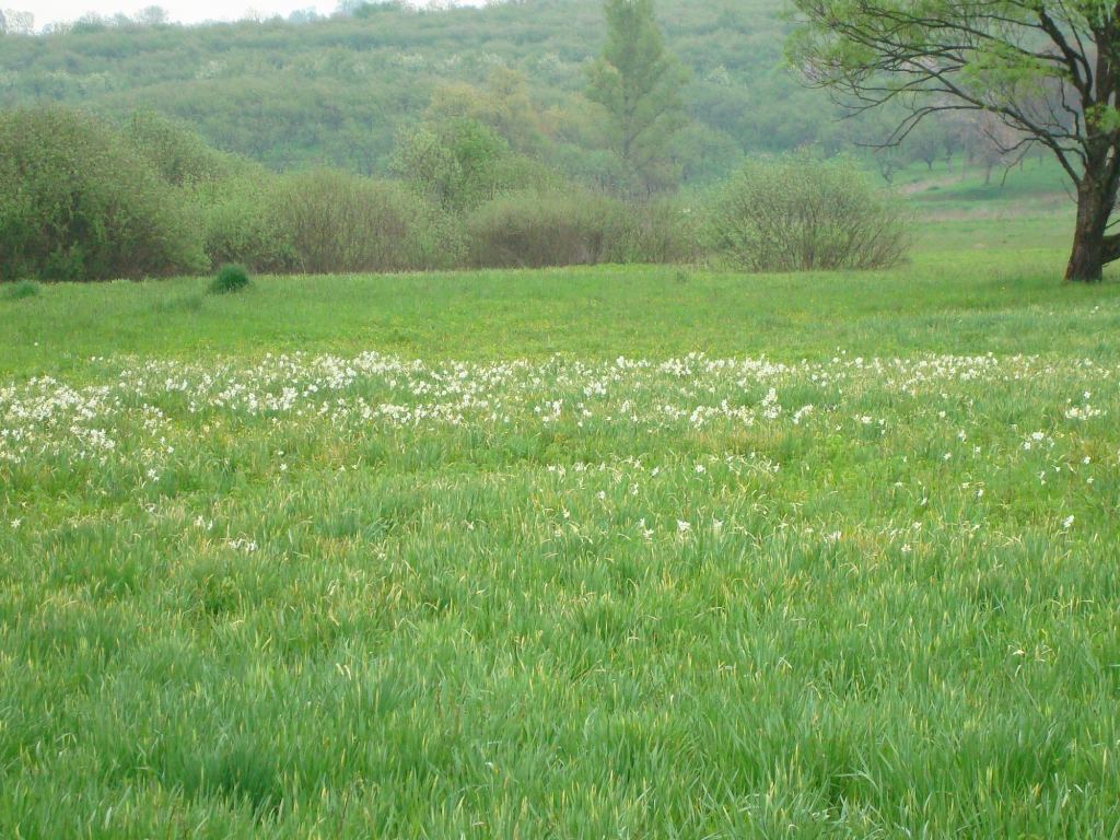 Фото 13 - Долина нарциссов. Западная Украина (автор Владимир Беспалов)