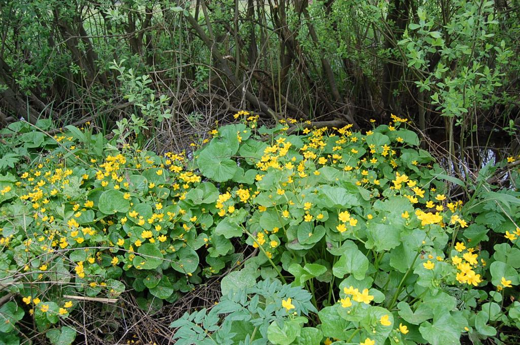 Фото 14 - Долина нарциссов. Западная Украина (автор Владимир Беспалов)