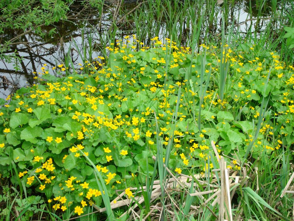 Фото 15 - Долина нарциссов. Западная Украина (автор Владимир Беспалов)