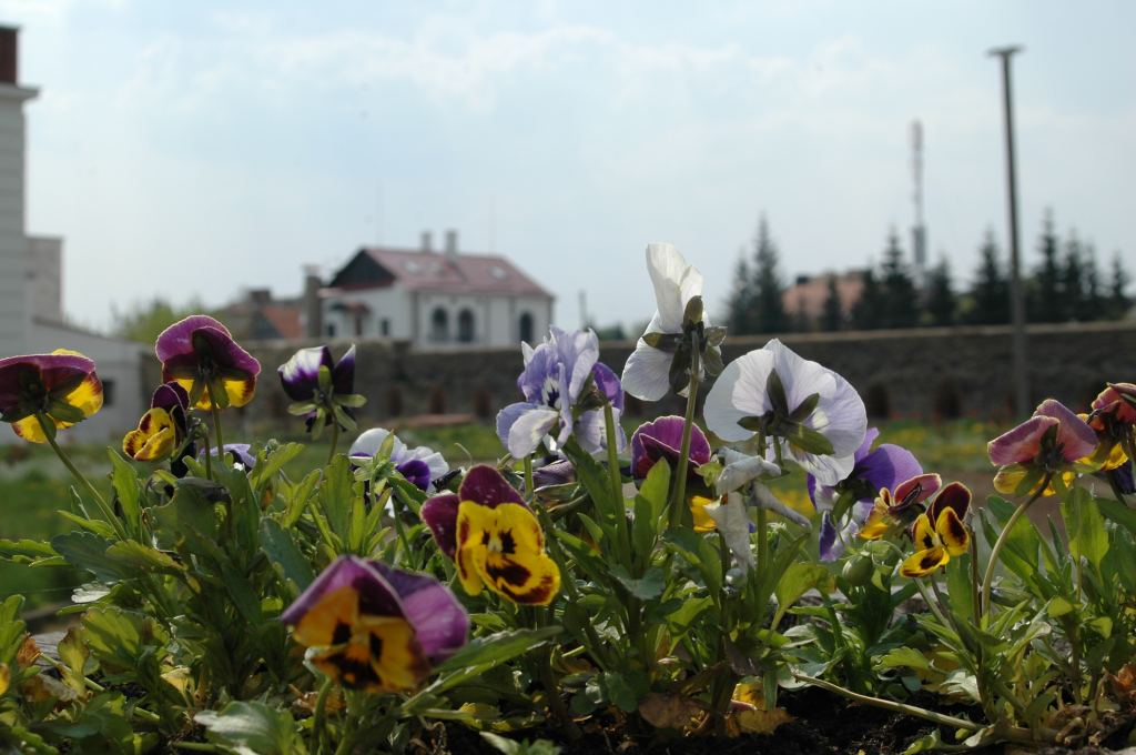 Фото 17 - Дубенский замок. г. Дубно, Ровенская обл.