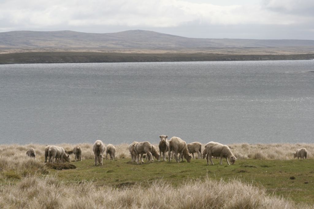 Фото 3 - Фолклендские острова
