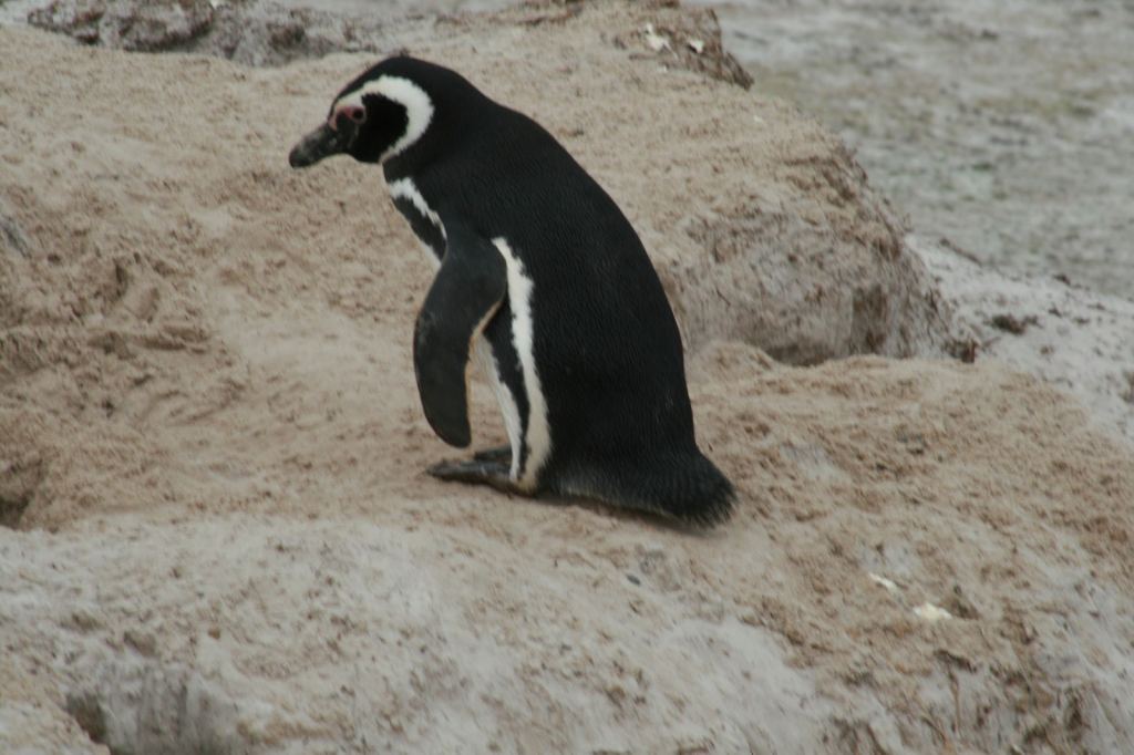 Фото 6 - Фолклендские острова