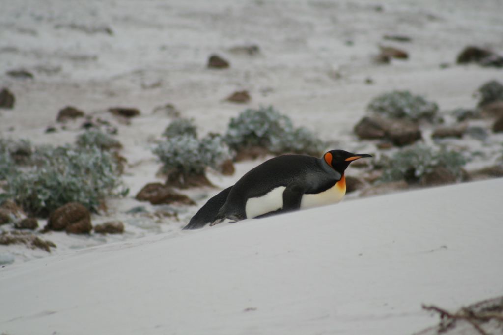 Фото 7 - Фолклендские острова