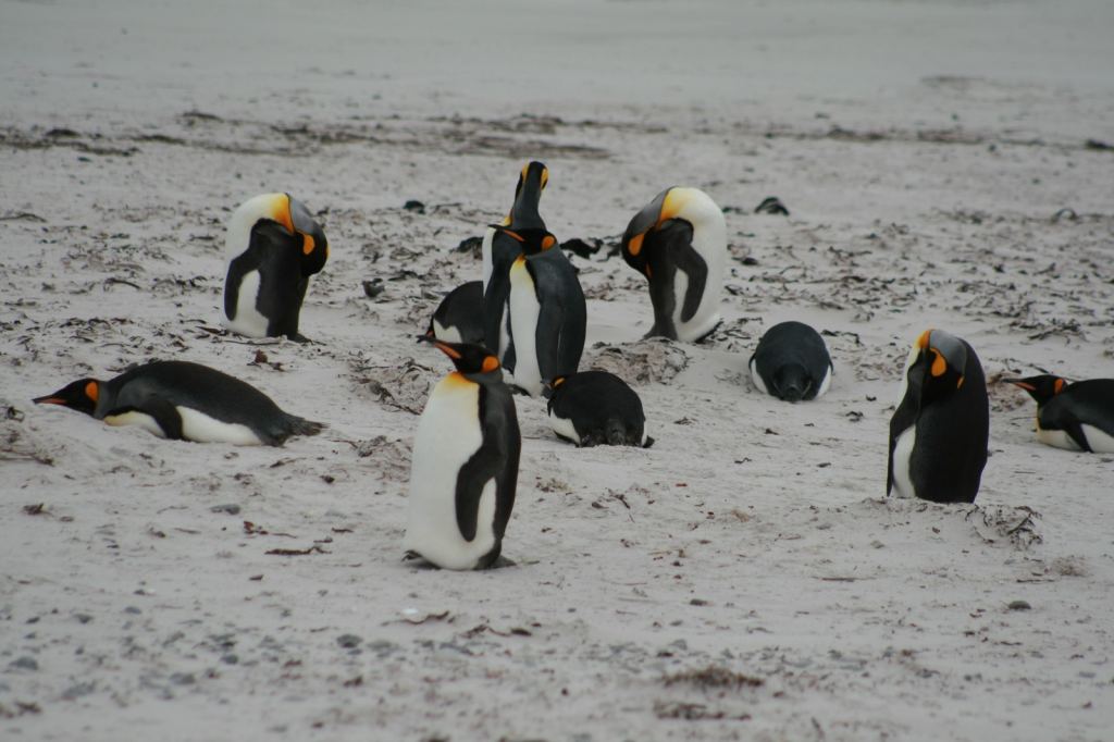 Фото 8 - Фолклендские острова