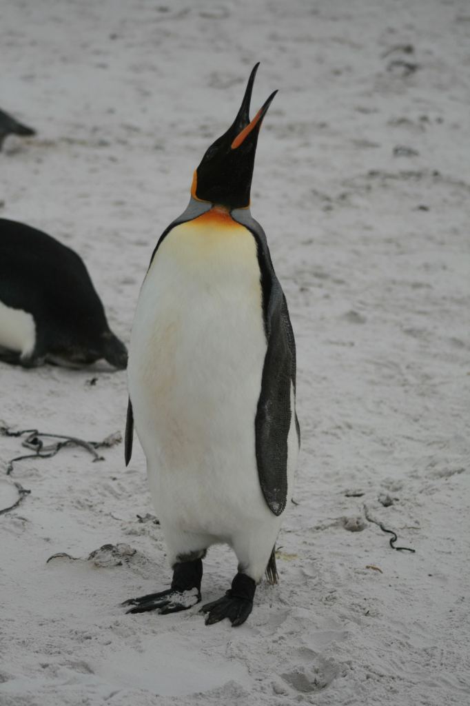 Фото 9 - Фолклендские острова