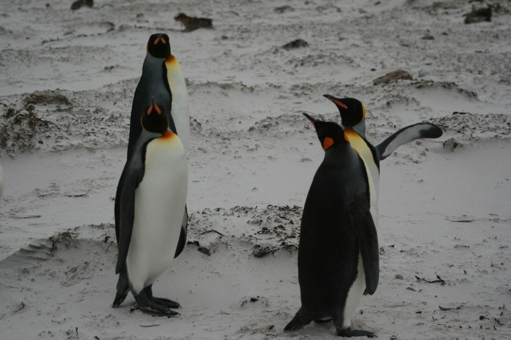 Фото 10 - Фолклендские острова