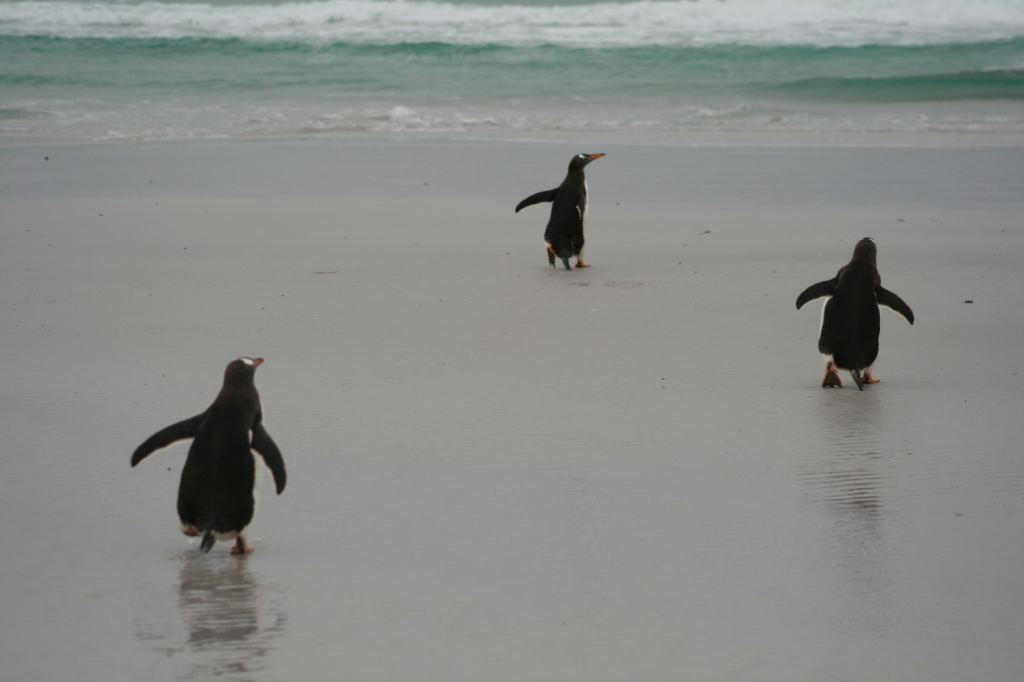 Фото 11 - Фолклендские острова