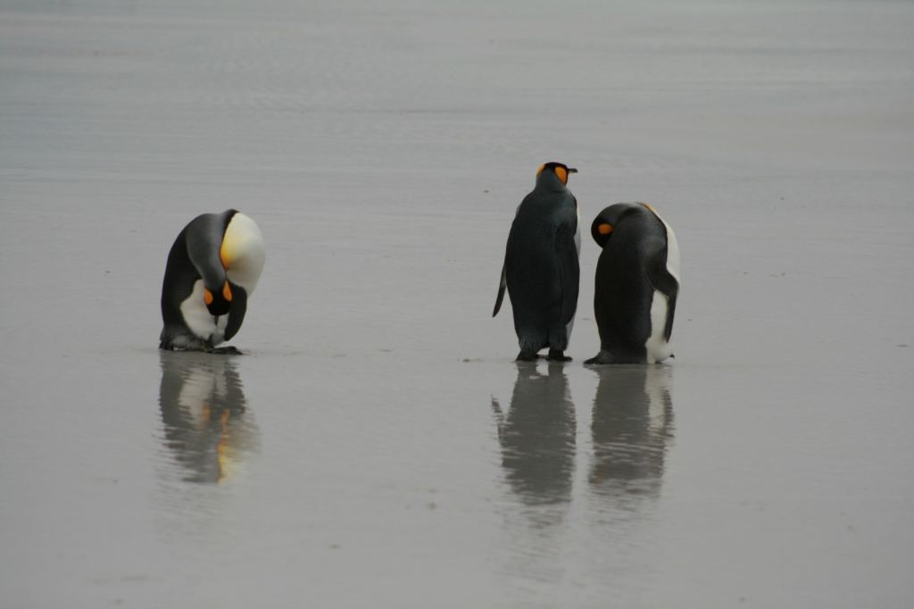 Фото 12 - Фолклендские острова