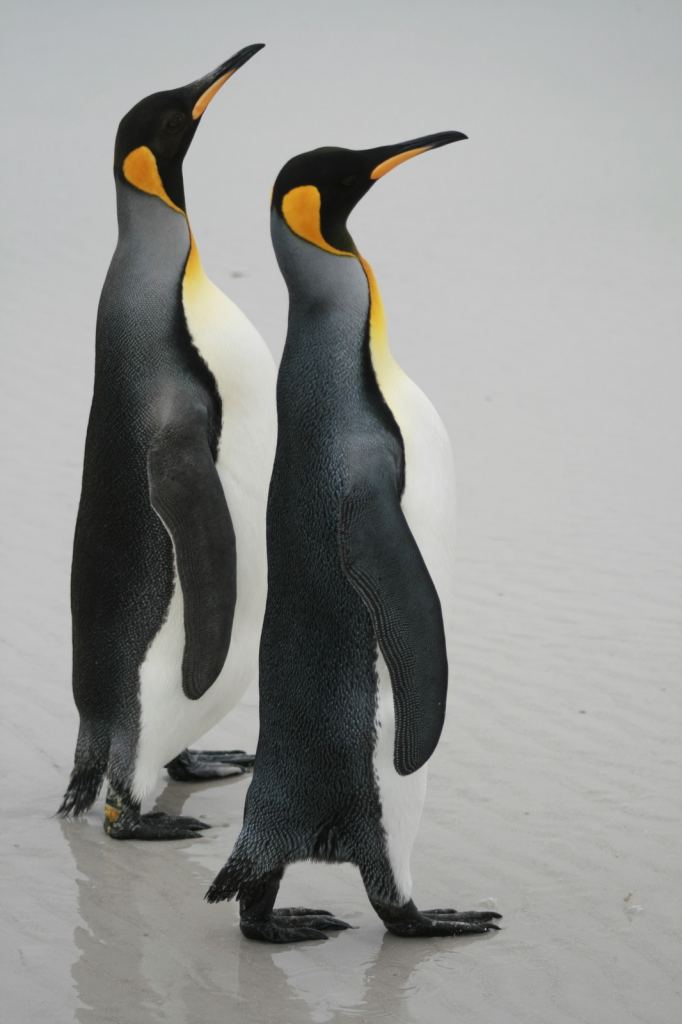 Фото 13 - Фолклендские острова