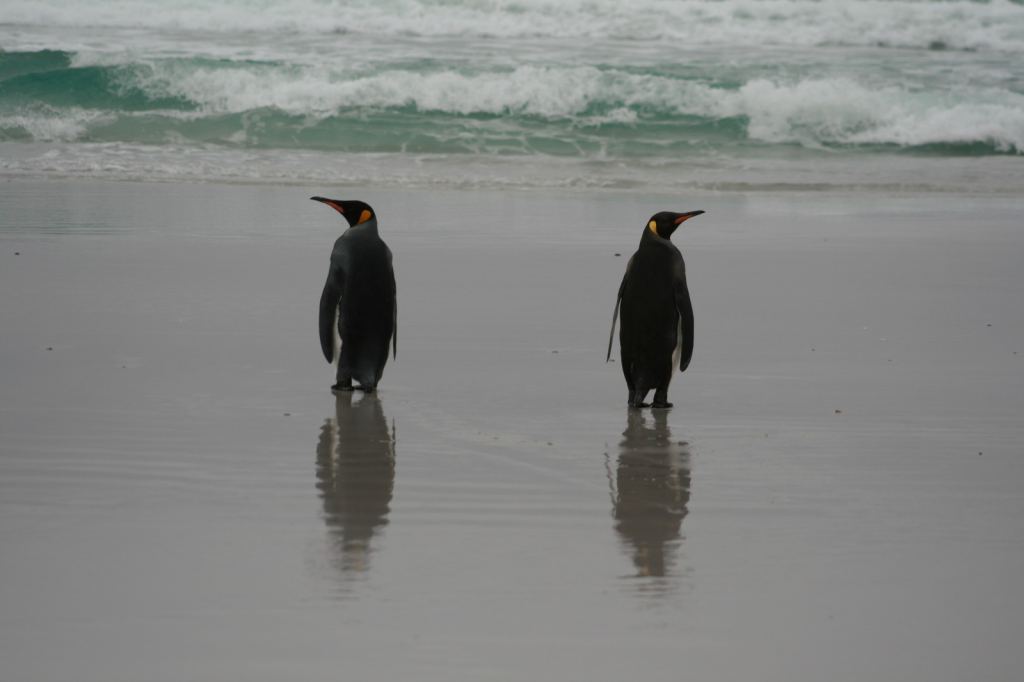 Фото 14 - Фолклендские острова