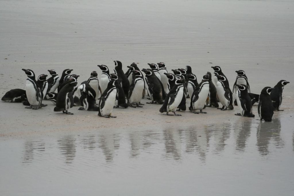 Фото 15 - Фолклендские острова