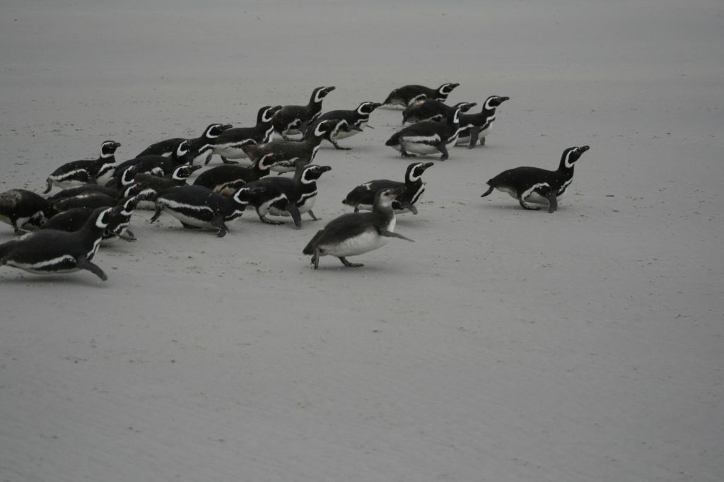 Фото 16 - Фолклендские острова