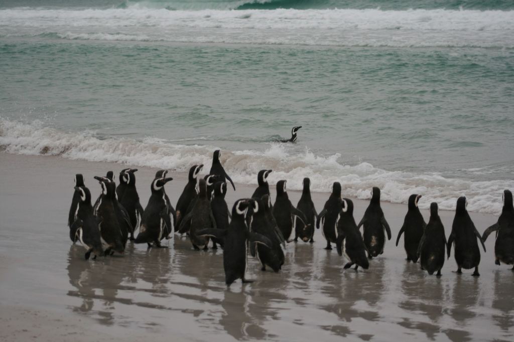 Фото 17 - Фолклендские острова