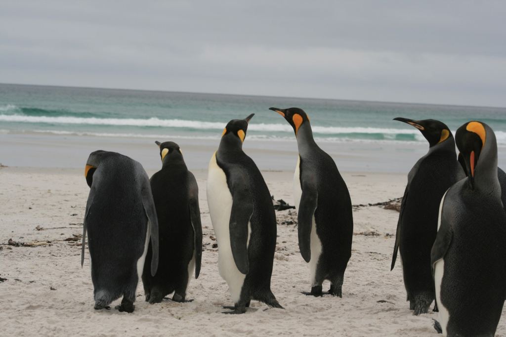 Фото 18 - Фолклендские острова