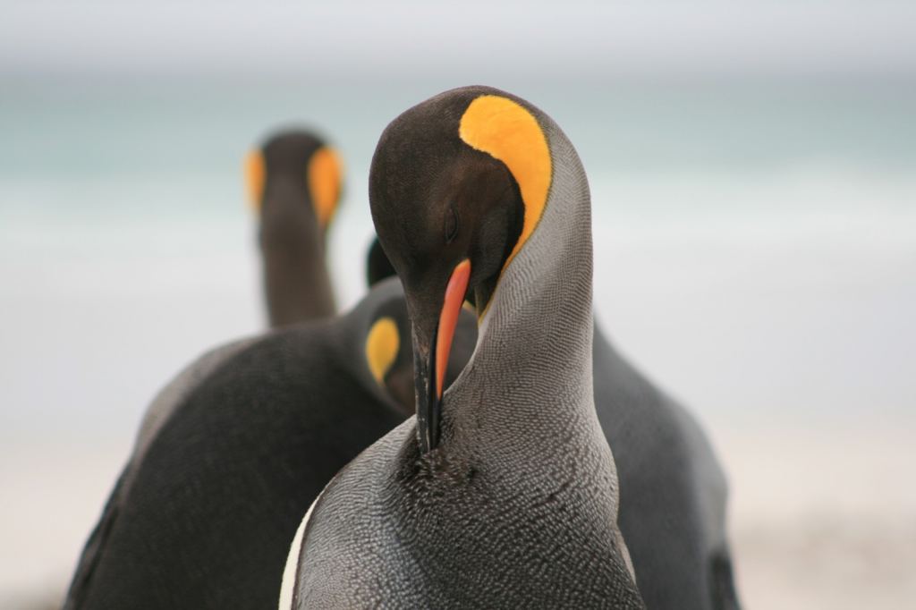 Фото 19 - Фолклендские острова