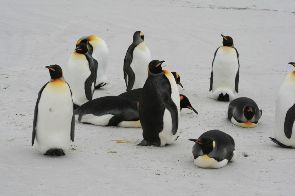 Фото 20 - Фолклендские острова