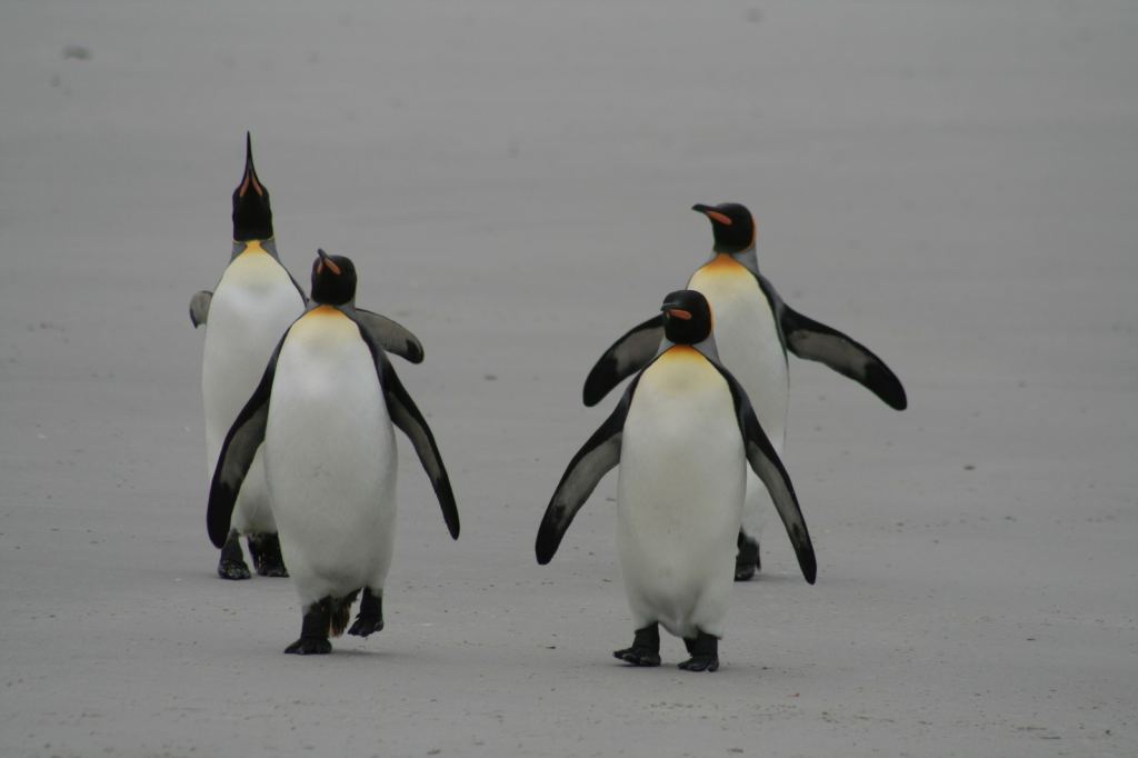 Фото 21 - Фолклендские острова