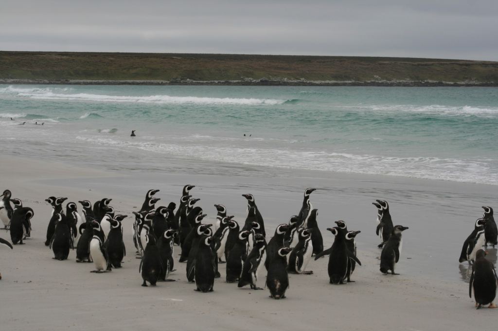 Фото 23 - Фолклендские острова